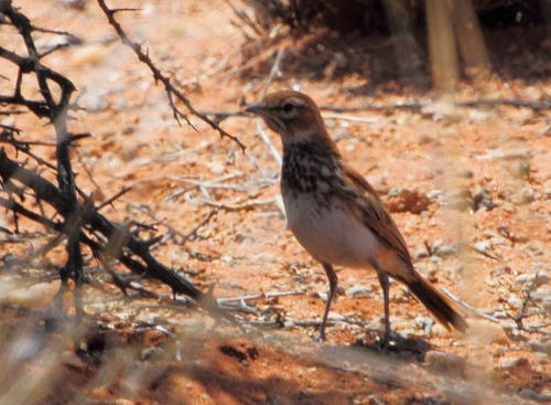 Red lark